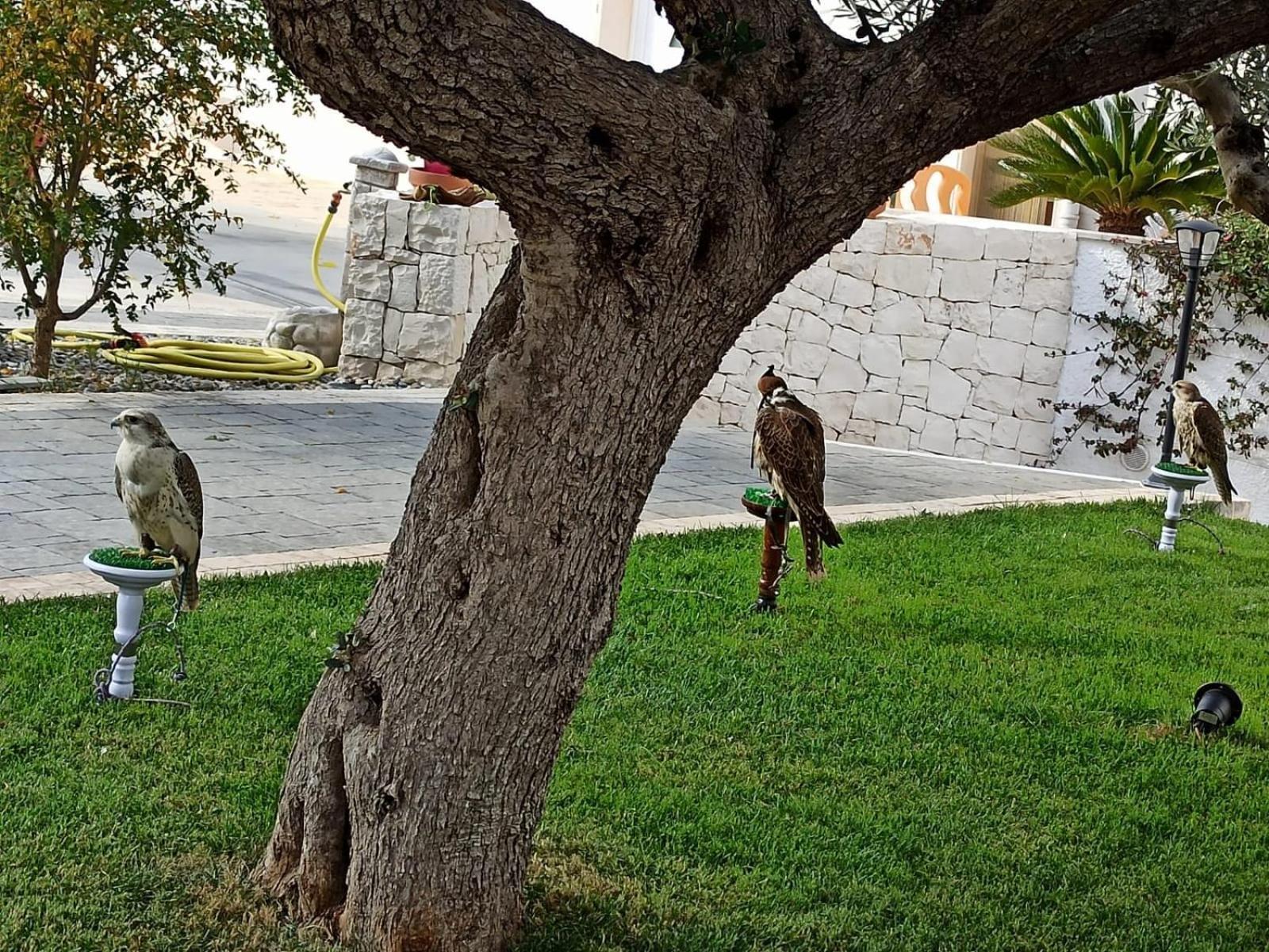 Apartamento I Cinque Ulivi Alberobello Exterior foto